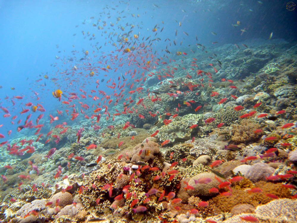 Snorkeling à Nusa Lembongan