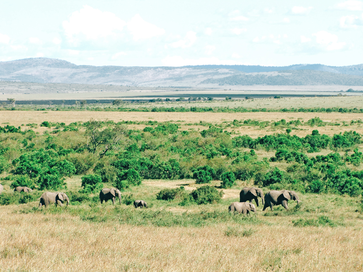 safari-kenya-masai-mara