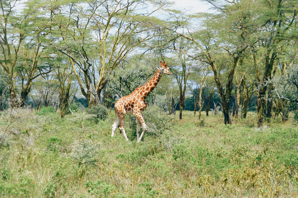 safari-kenya-nakuru