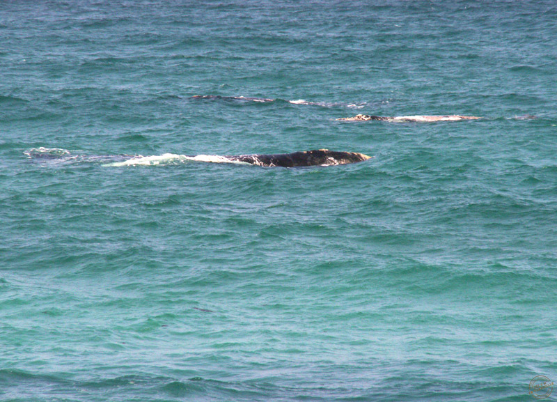 Baleine au large d'Arniston