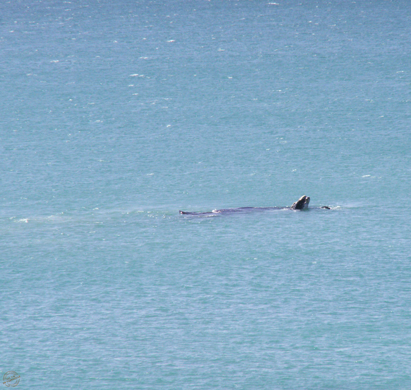 Baleine au large d'Arniston