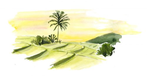 aquarelle rizières munduk Bali
