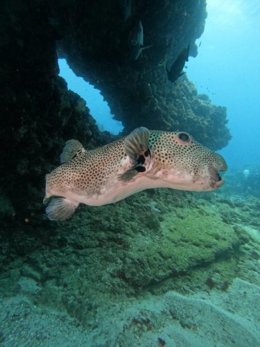 Sodwana Bay Blog voyage plongee famille afrique du sud