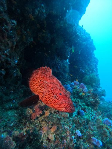 Sodwanan Bay Blog voyage plongee famille afrique du sud