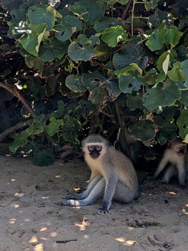 Sodwana Bay Blog voyage plongee famille afrique du sud