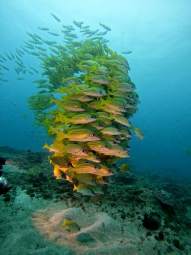 Sodwana Bay Blog voyage plongee famille afrique du sud