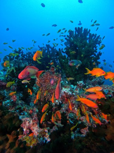 Sodwana Bay Blog voyage plongee famille afrique du sud