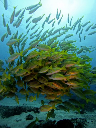 Sodwana Bay Blog voyage plongee famille afrique du sud