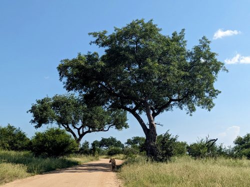 Blog voyage Afrique du sud Kruger