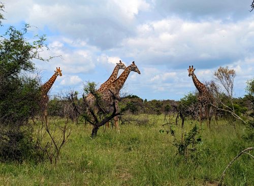 Blog voyage Afrique du sud Kruger