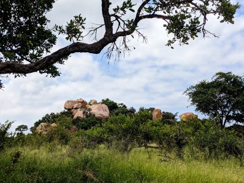 Blog voyage Afrique du sud Kruger