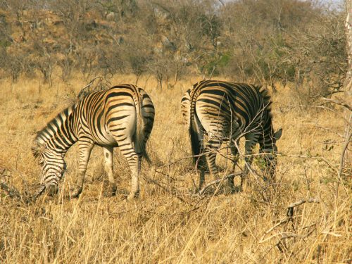 Blog voyage Afrique du Sud Kruger