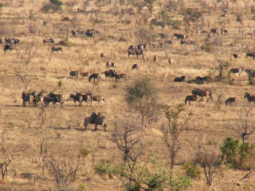 Blog voyage Afrique du Sud Kruger