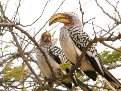 Blog voyage Afrique du Sud Kruger