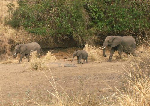 Blog voyage Afrique du Sud Kruger