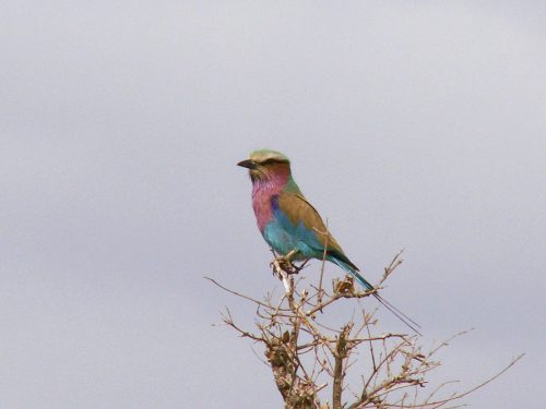 Blog voyage Afrique du Sud Kruger