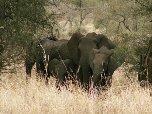 Blog voyage Afrique du Sud Kruger